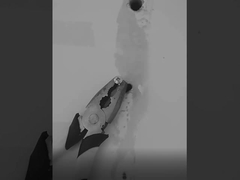 sealant силикона